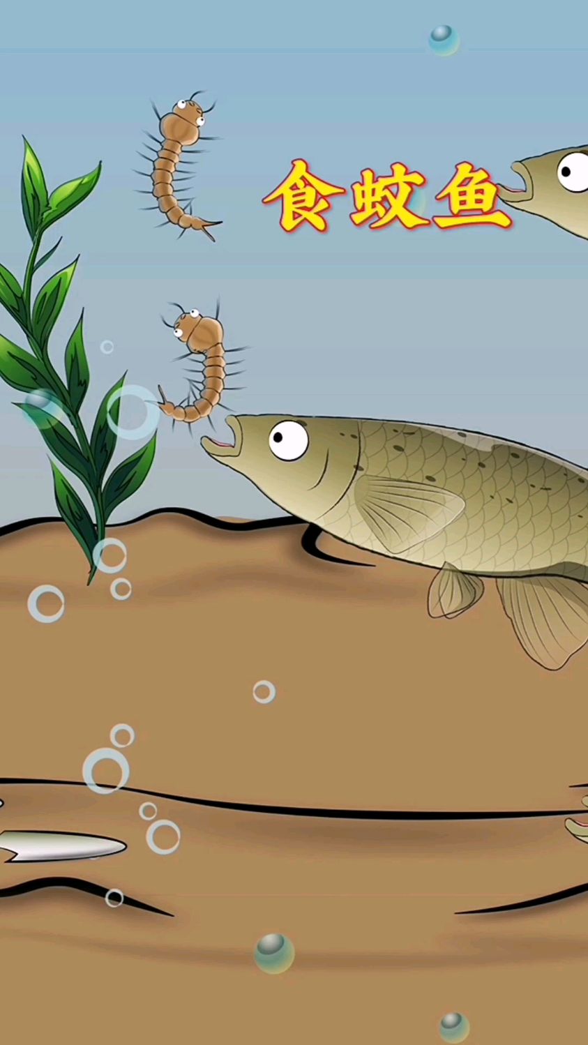 你知道蚊子的幼虫叫什么吗?它可是食蚊鱼的最爱!