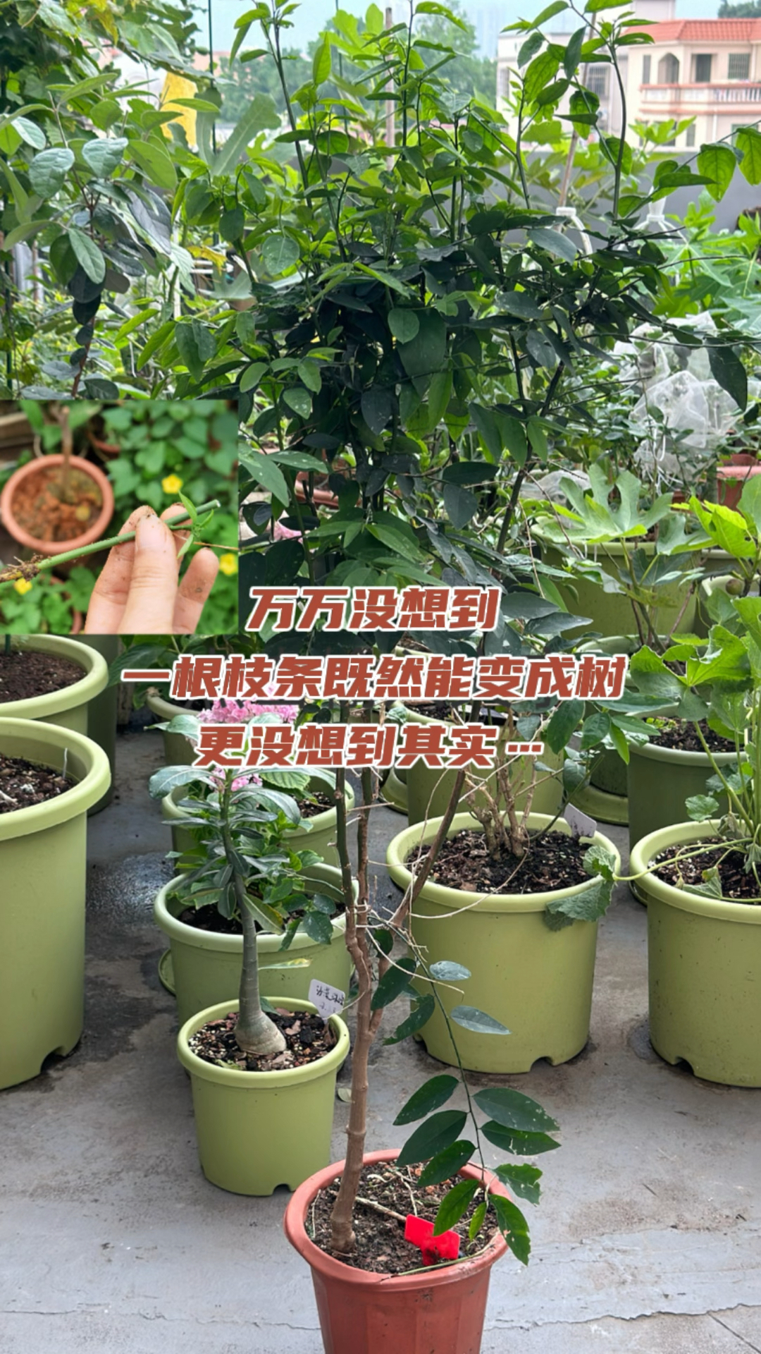 用一根枝条种出一棵树是种怎样的体验?你吃过这样的菜吗?