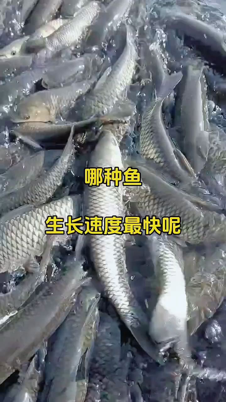哪种鱼生长速度最快?