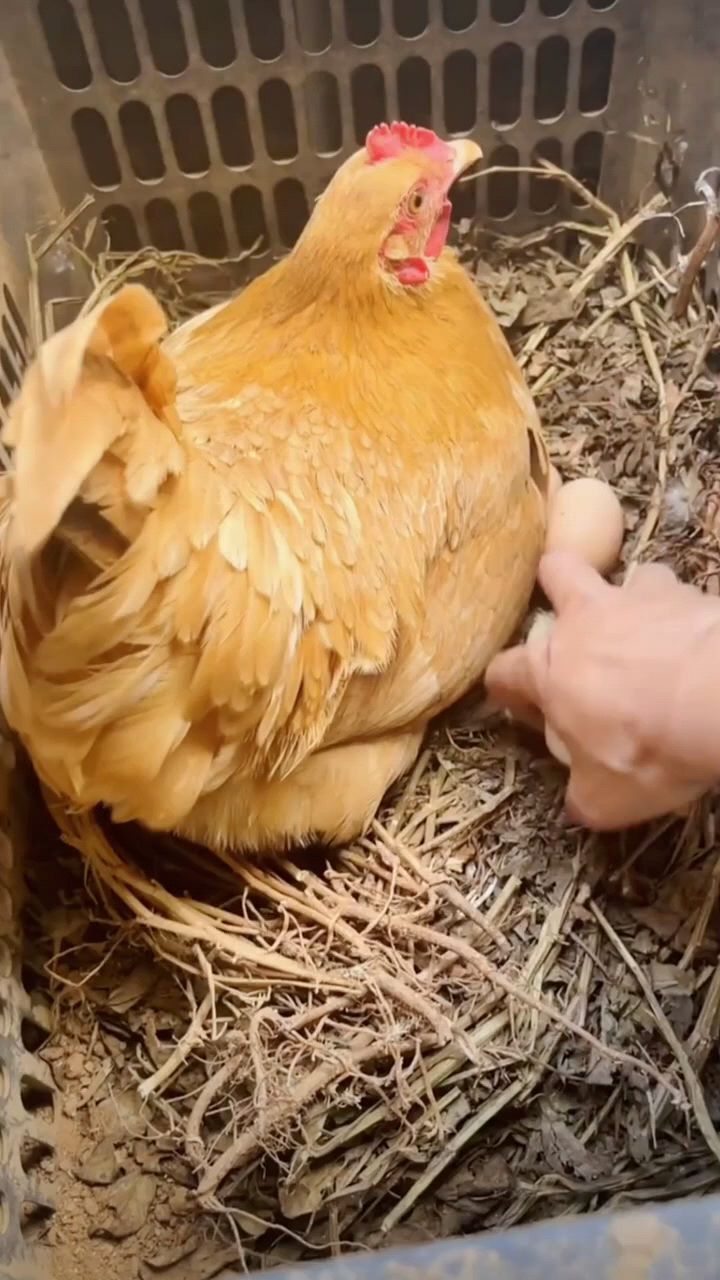 鸡养多长时间能下蛋?
