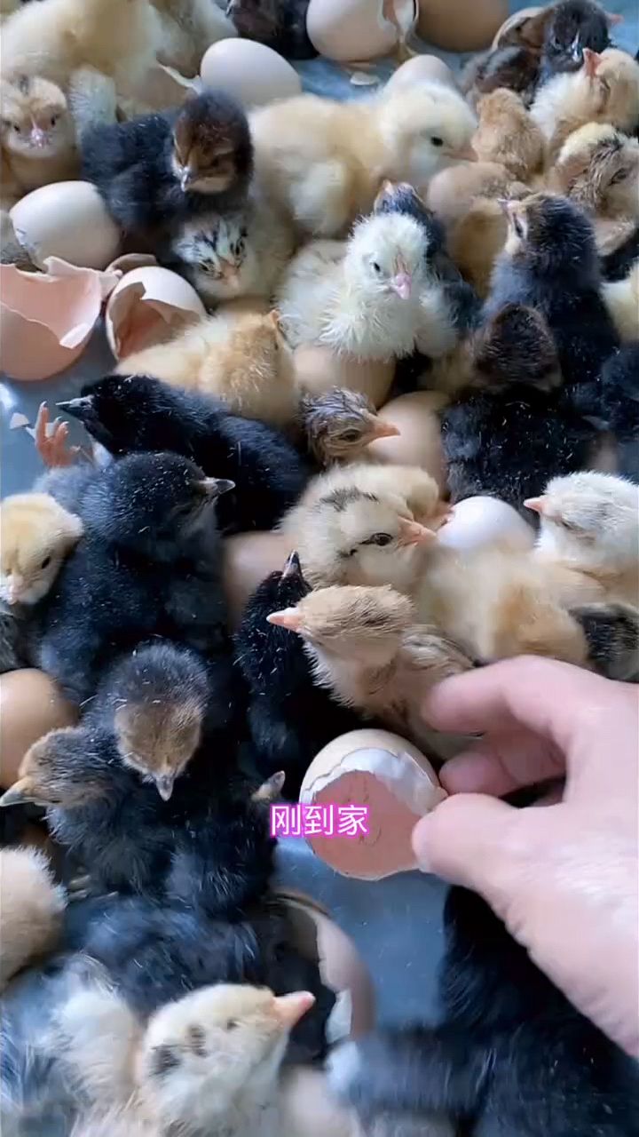 刚到家的小鸡苗怎么喂才能养的好