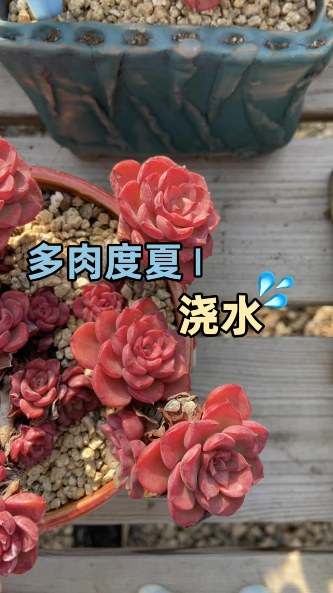 多肉植物度夏应该怎么正确浇水