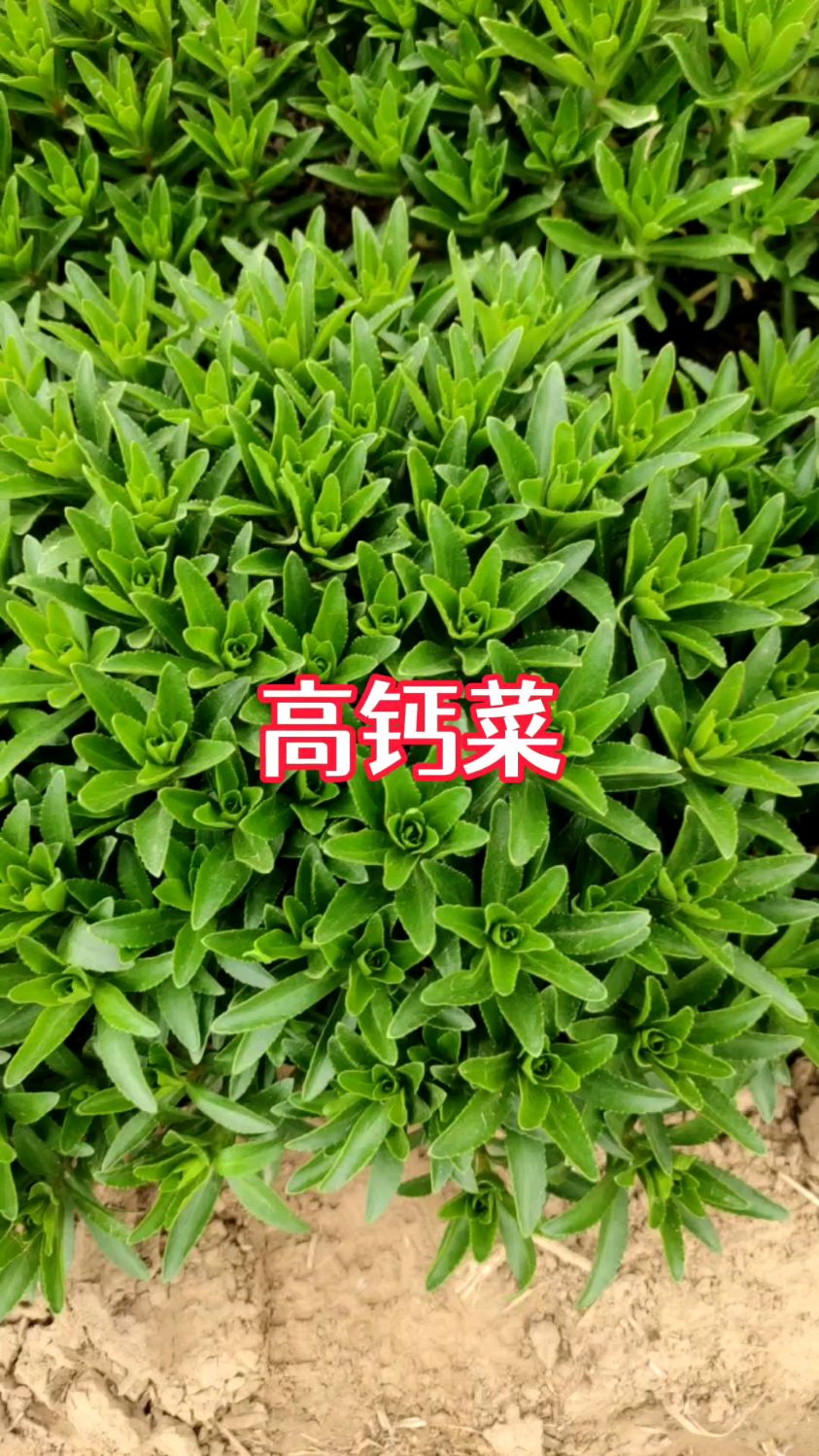 高钙养心菜,对身体特别好,花盆小院都能种,现在正是种植的时节