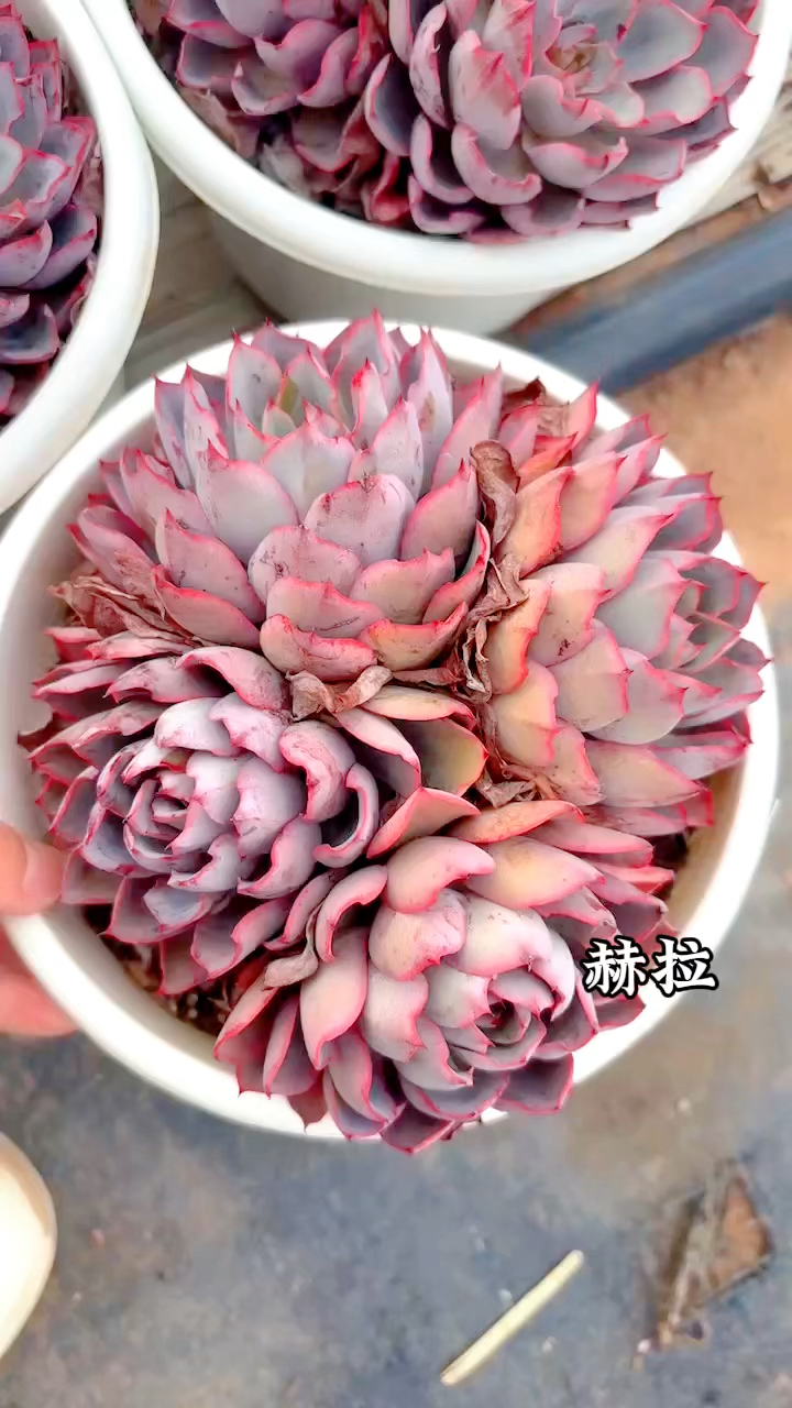 多肉植物品种,赫拉