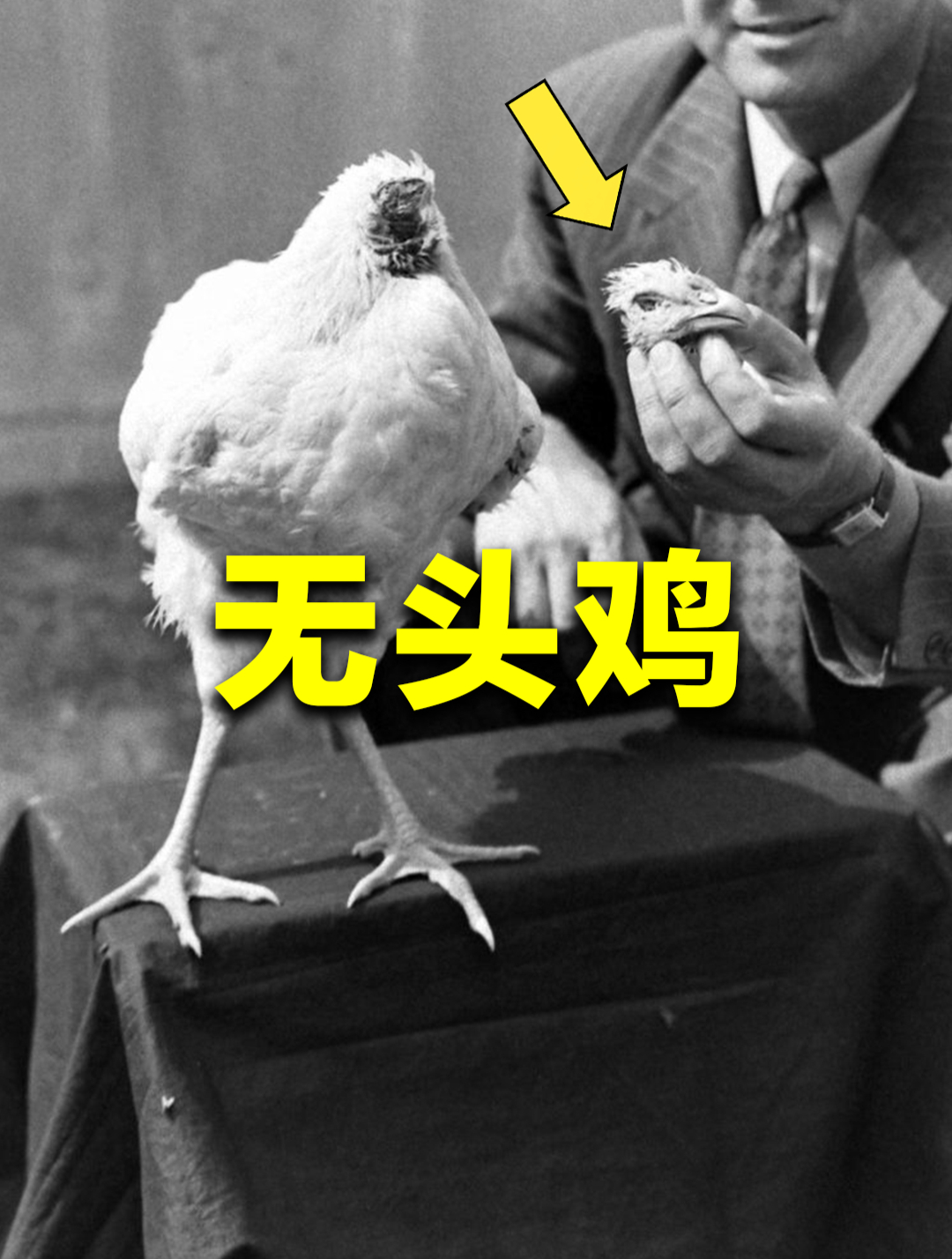 美国无头鸡麦克,没了头竟还活了18个月,并长胖5斤