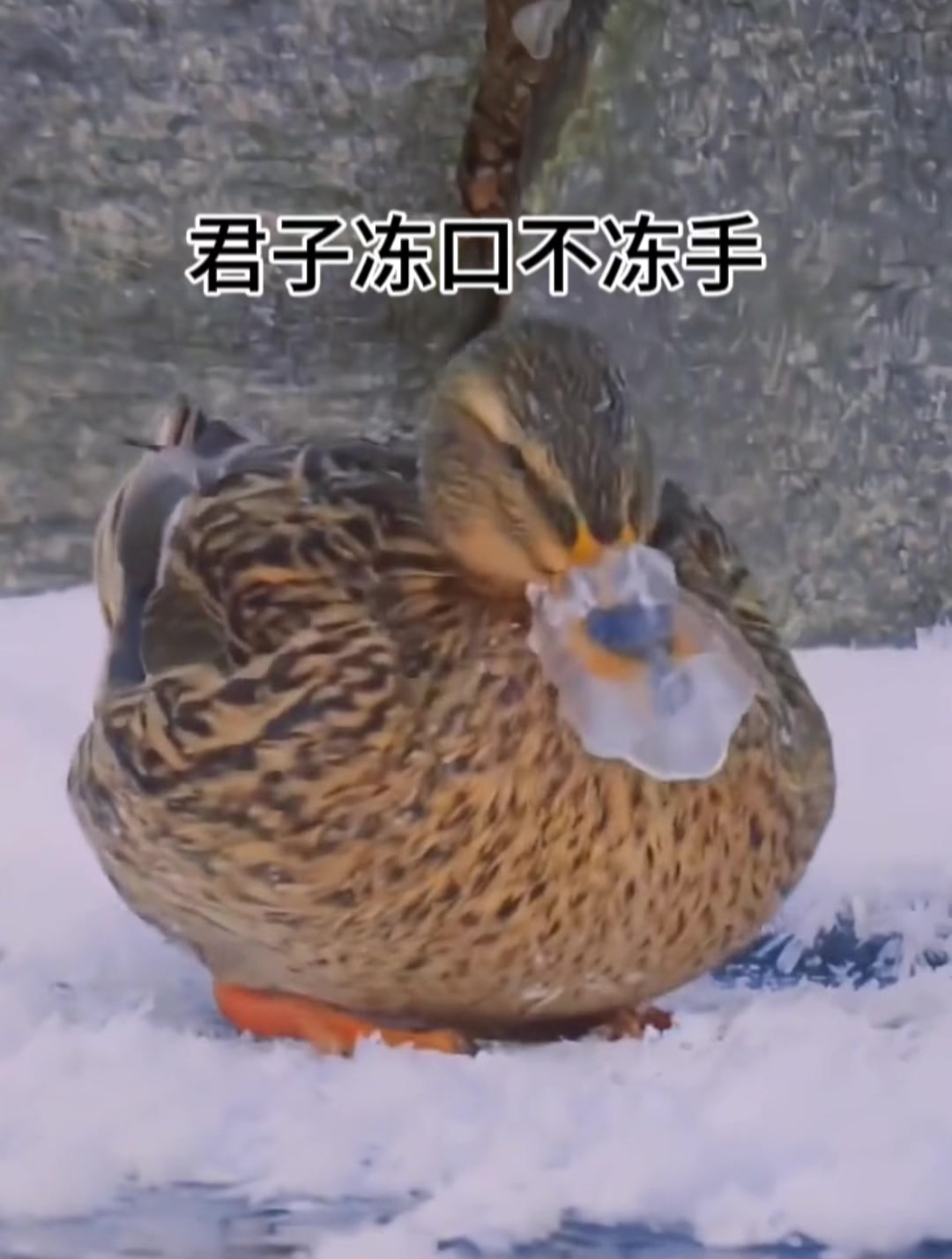 这鸭子的嘴是真的硬啊