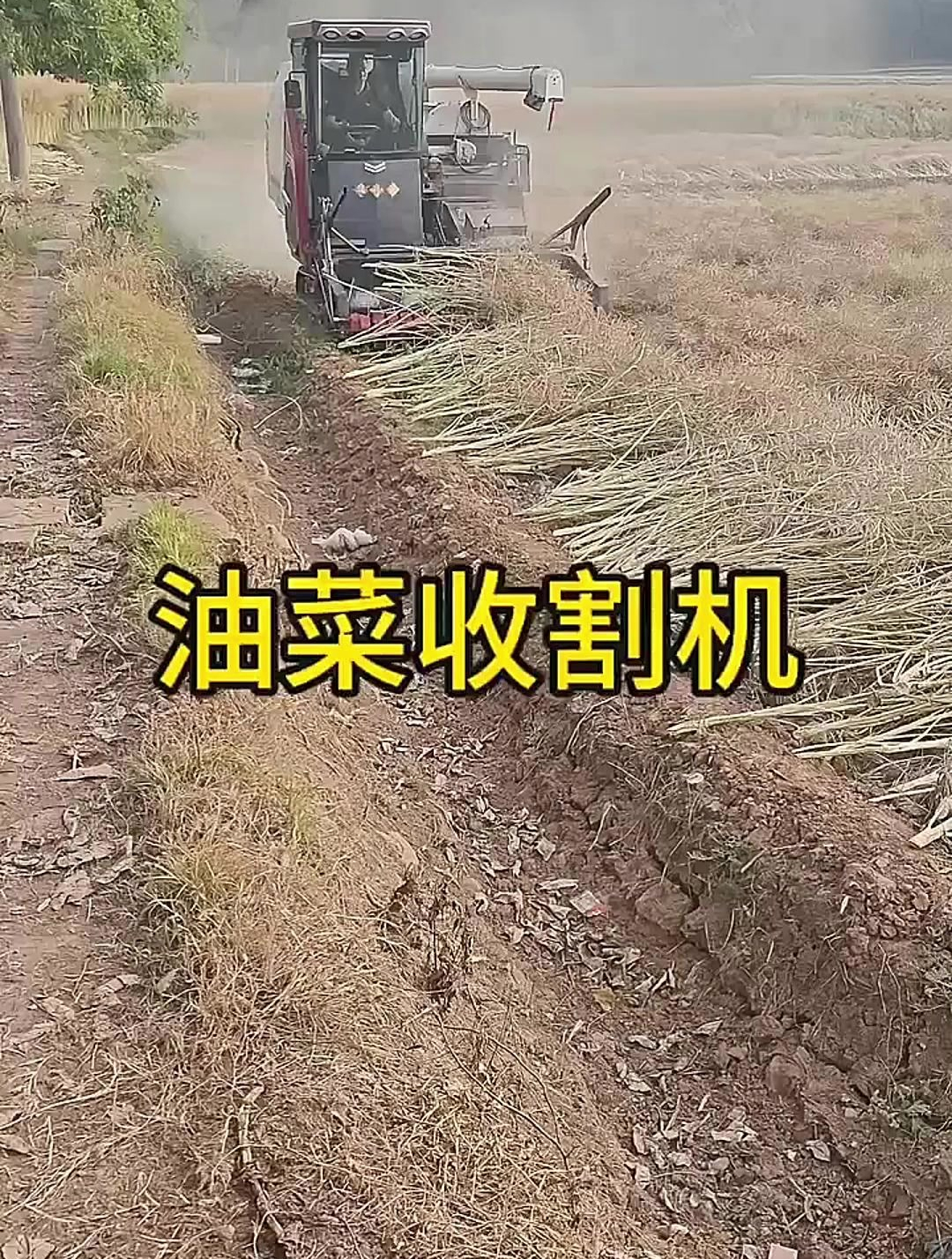 油菜竟然可以用收割机收,大伙那都是这样吗