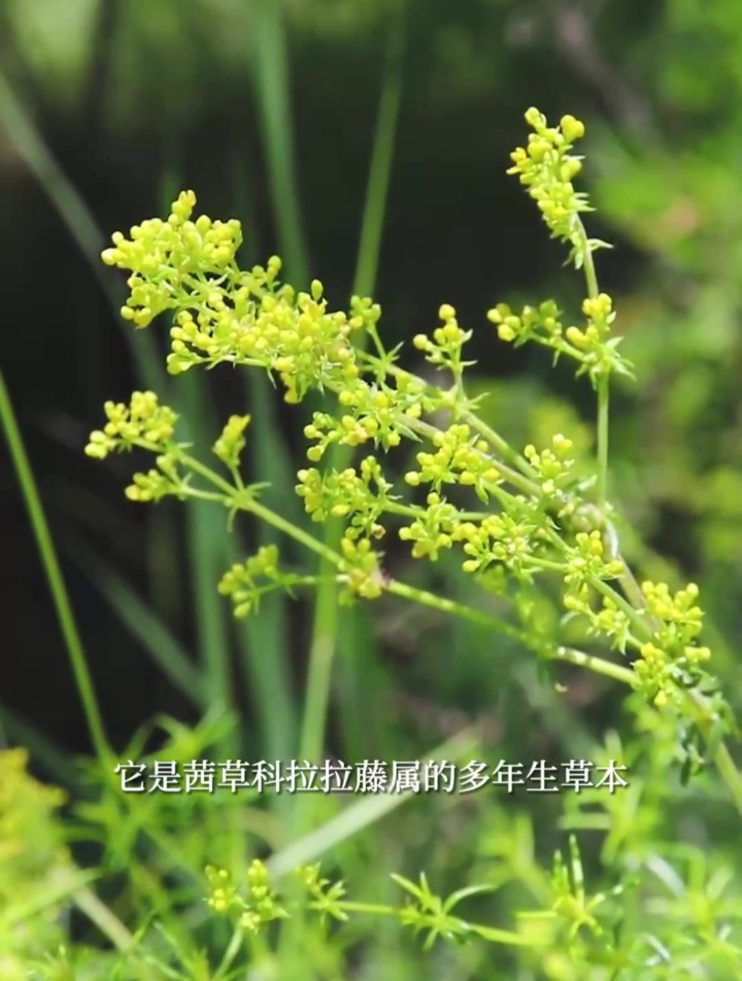 蓬子菜,可解蛇毒的植物染料