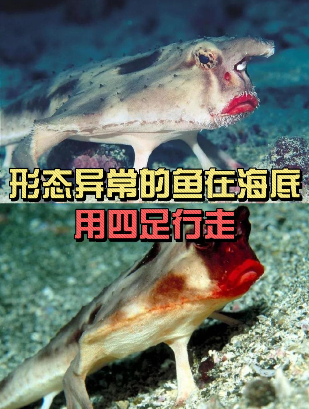 这种形态异常的怪鱼,不擅长游泳,却喜欢在海底用四只“脚”行走