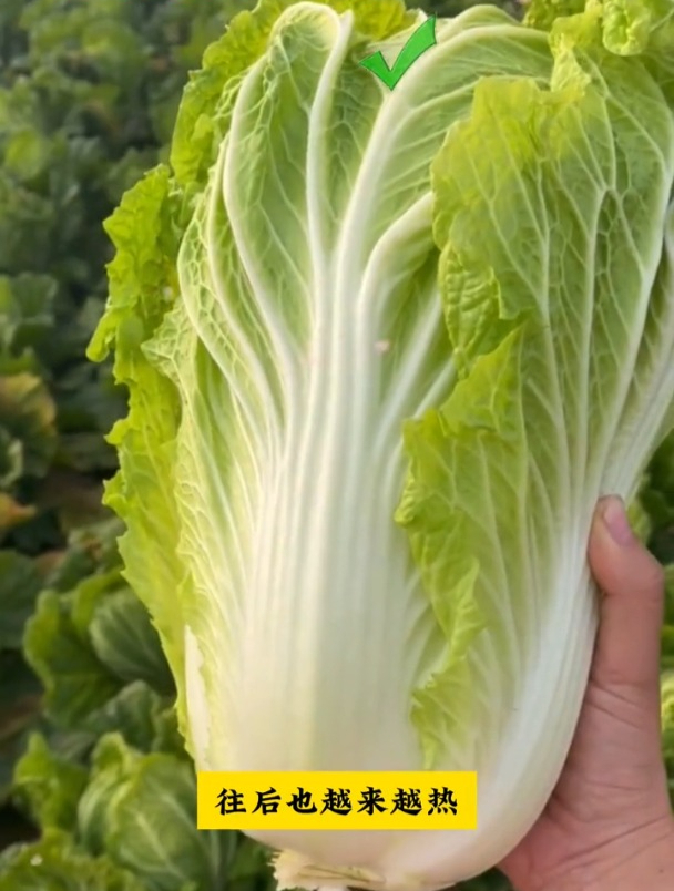 越热口感越好,夏阳白菜适宜夏季种植,管理省心!