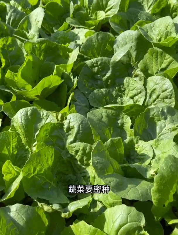 流传至今的蔬菜种植时间表,早晚用得上!
