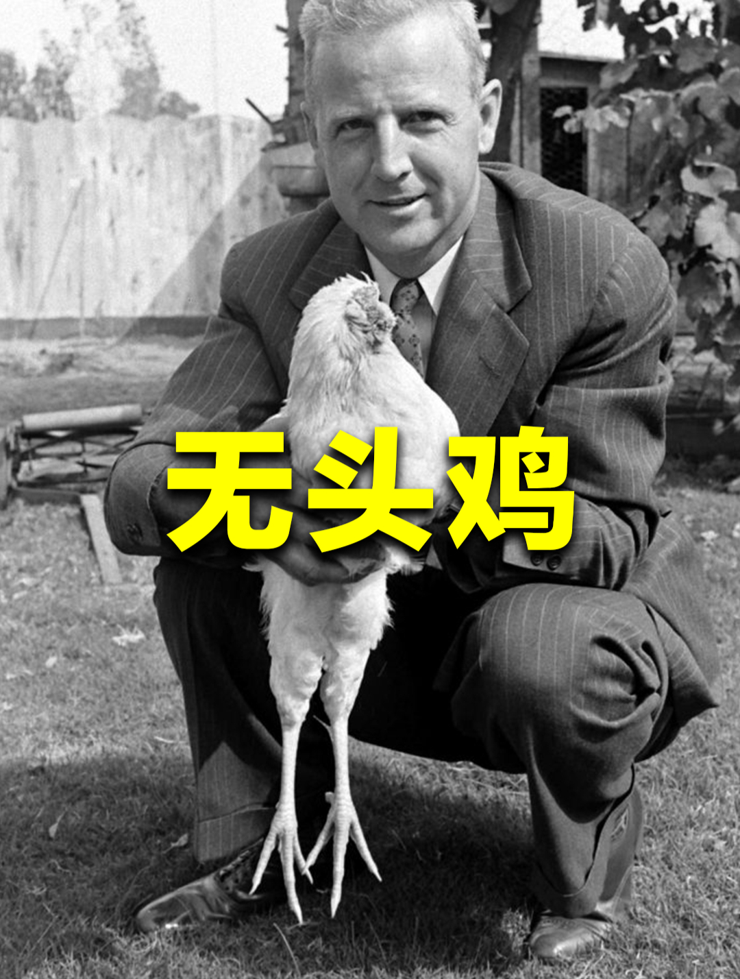 没有头,无头鸡是如何活下来的?真相出人意料