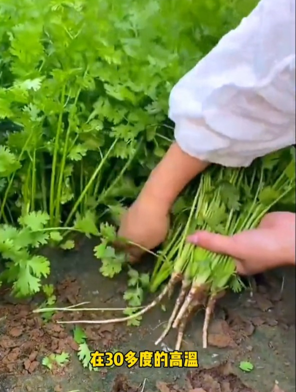 大叶香菜品种,耐热发芽快,种一次够吃一个夏!