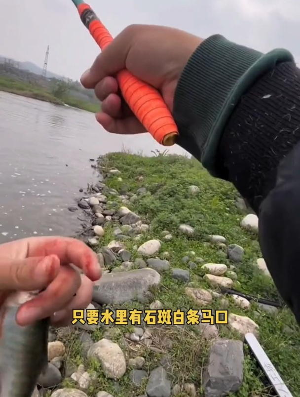面筋饵专用溪流钓石斑鱼,但自己真的会用吗?