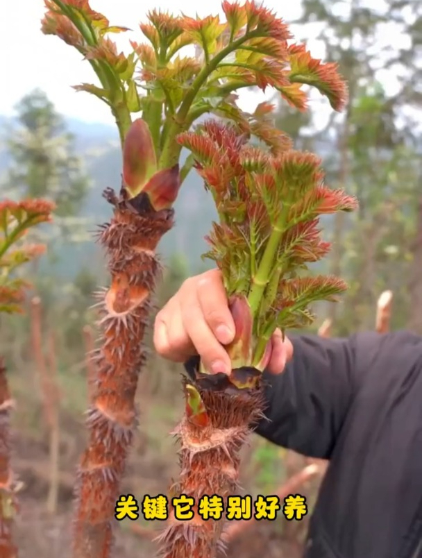 这种野菜,山里遍地都是,城里却卖得比牛肉还贵