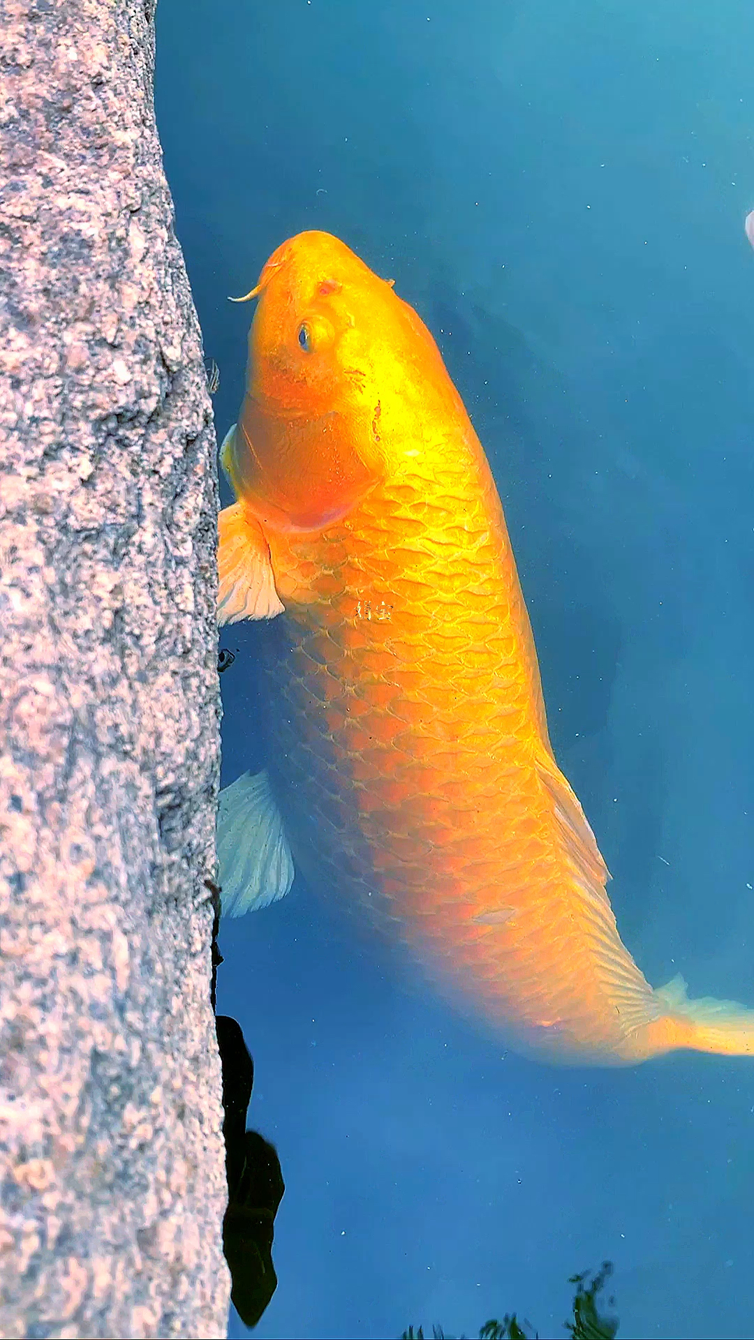 如鱼得水,锦鲤招财,祝您好运连连到,财源滚滚来