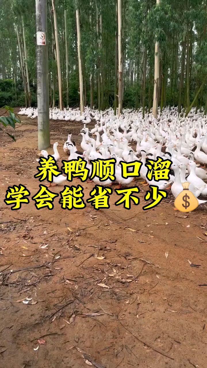 养鸭顺口溜学会能省不少钱