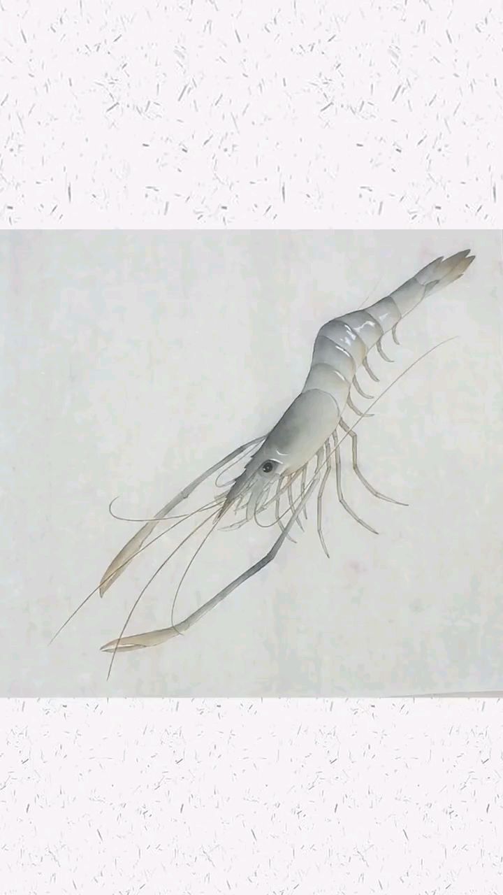 国画教学之工笔画虾