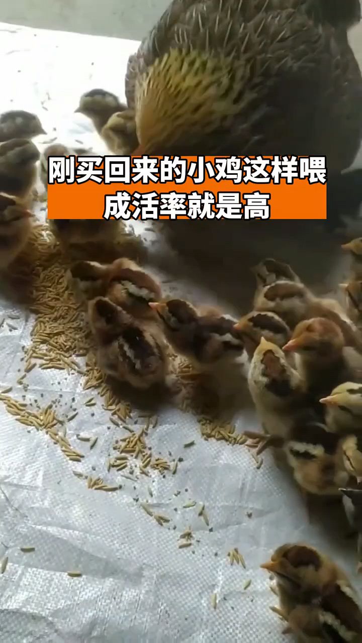 刚孵化的小鸡怎么喂,成活率好