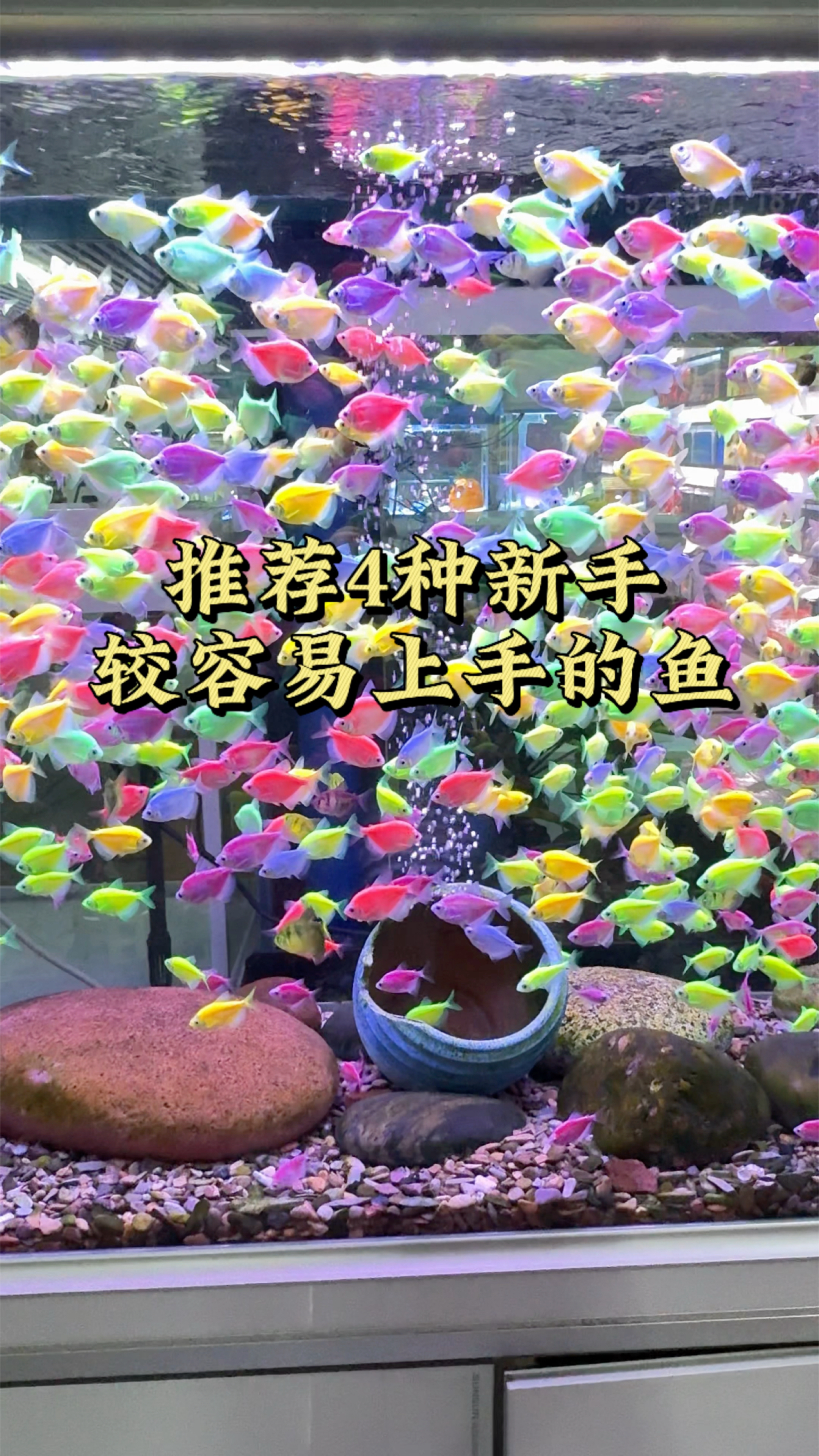 推荐4种新手养不死的鱼,你养过几种呢 #观赏鱼 #水族 #新手养鱼