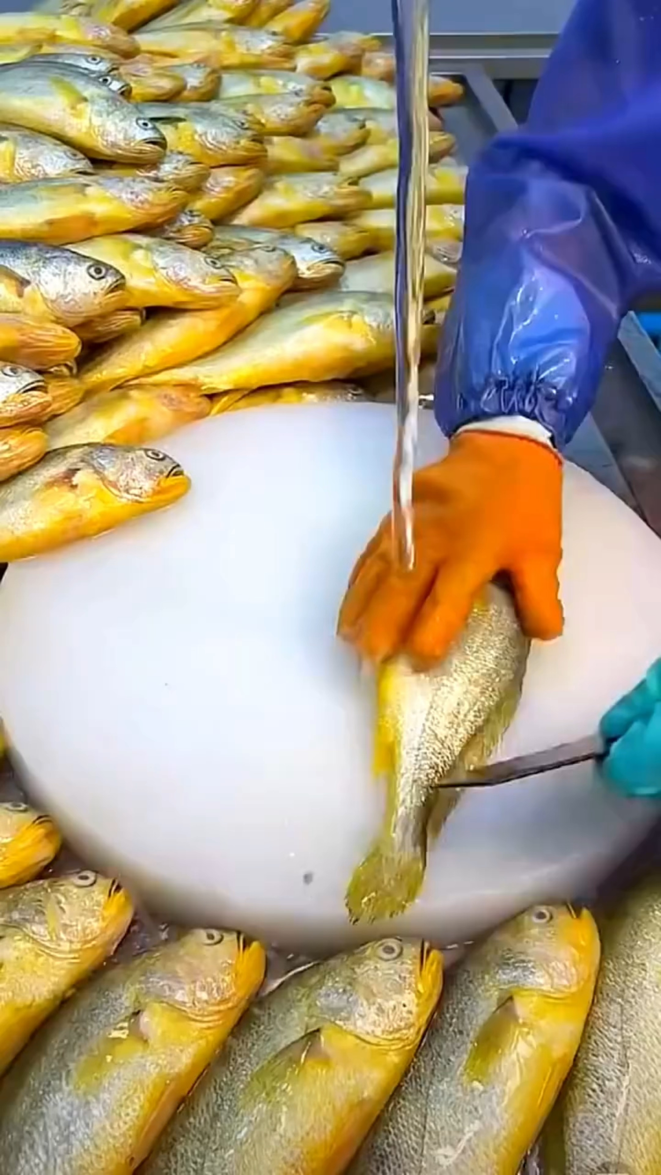 开背黄花鱼～好吃又方便的大黄花,省时省力又省心!!!