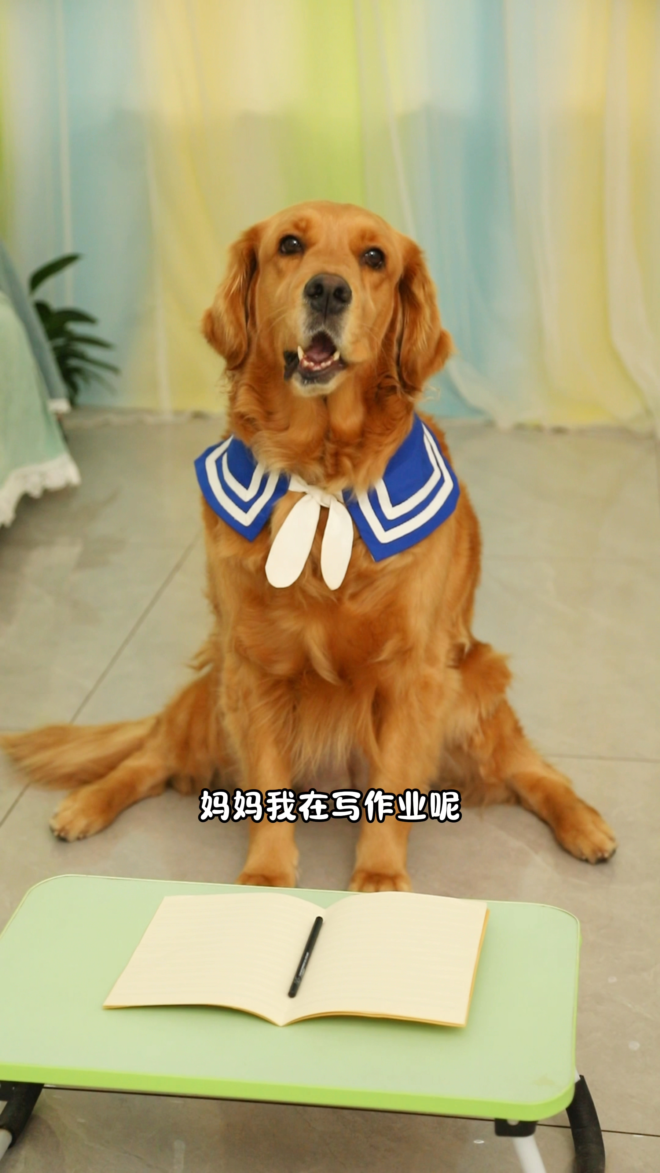 coco奶茶都很可爱 请主人不要偏心哦