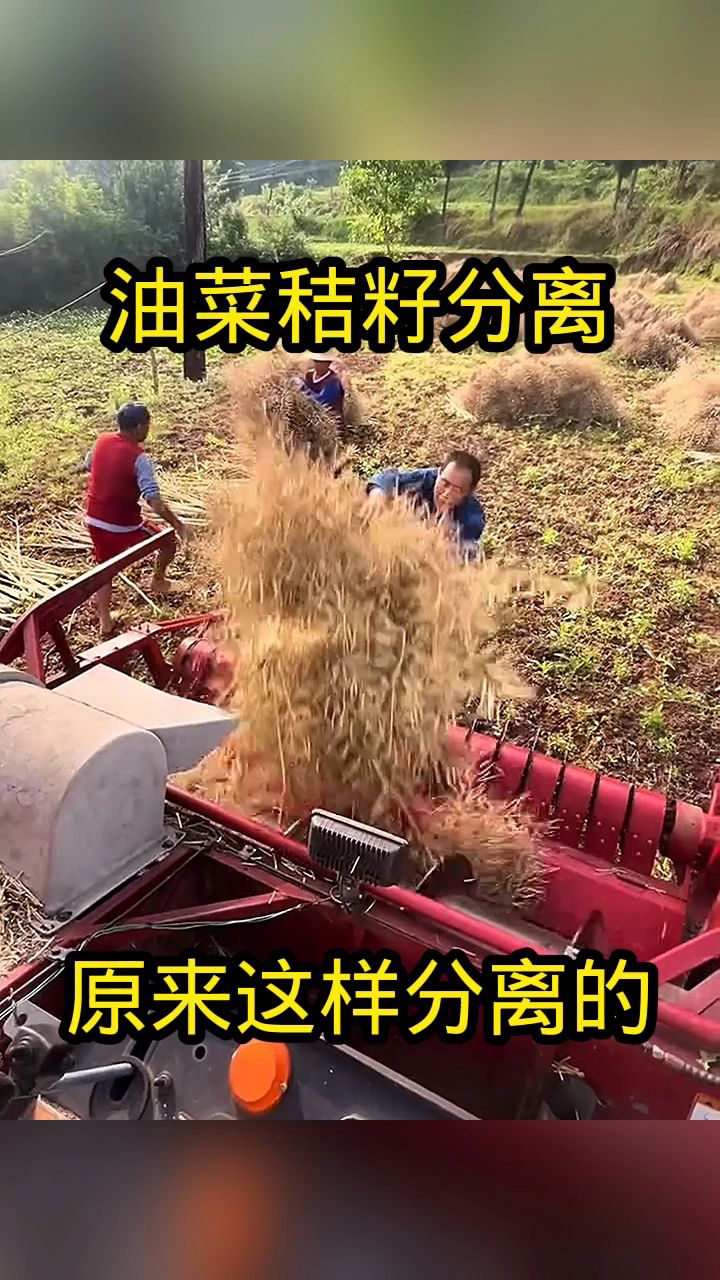 油菜脱粒机,这也太实用了!