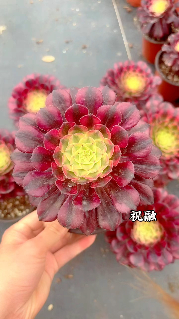 莲花掌属多肉植物,祝融