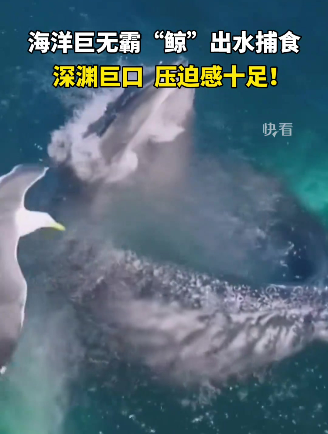 海洋巨无霸“鲸”出水捕食,深渊巨口,压迫感十足!