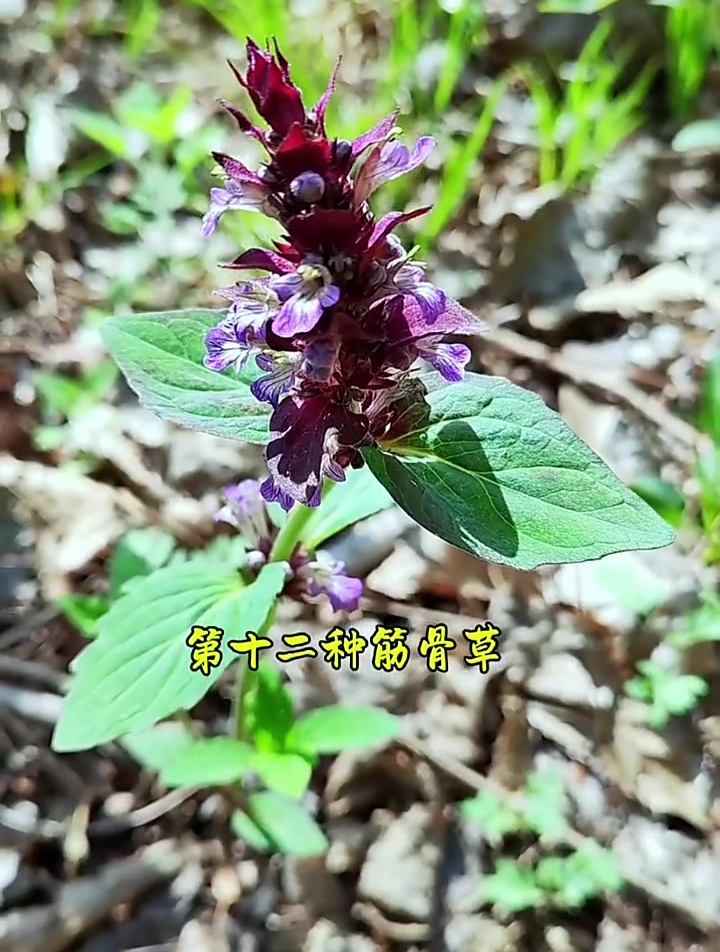 野外常见的十六种中草药,你知道它们还有什么别名吗?评论区说说