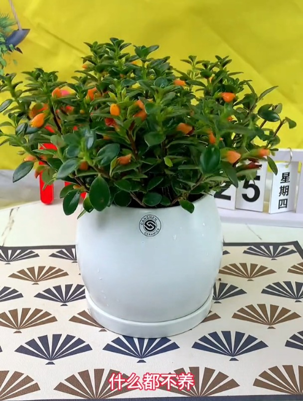 家里养金鱼吊兰,不用太强光照也能开花,一年到头有好空气!