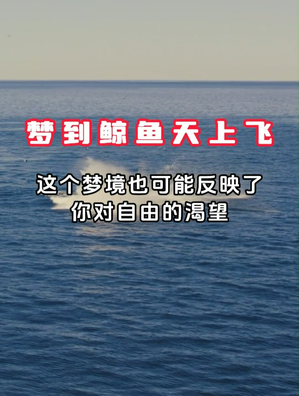 如果你梦到鲸鱼天上飞……