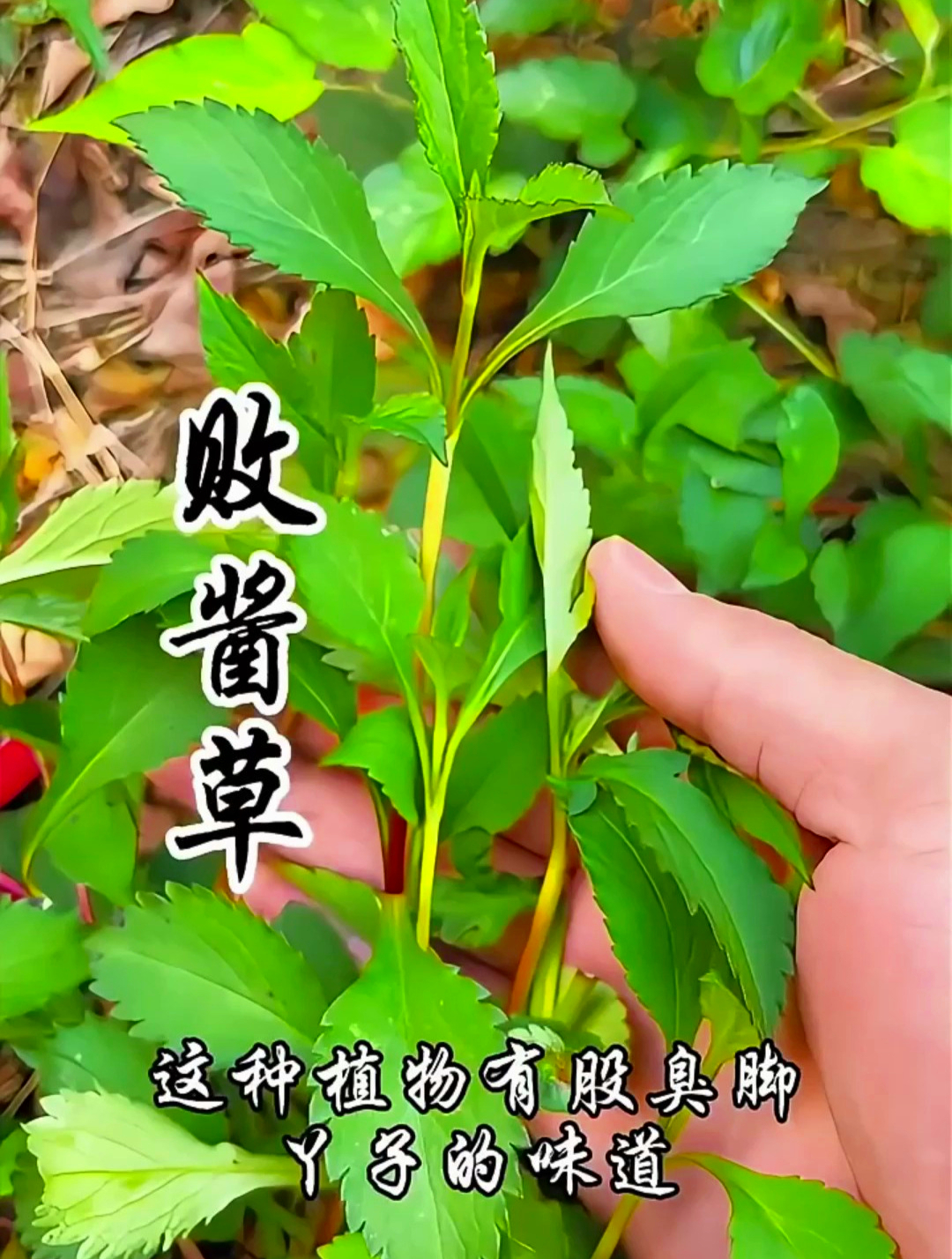 败酱草,听起来是不是有些陌生?其实它就是大家口中的苦苦菜!