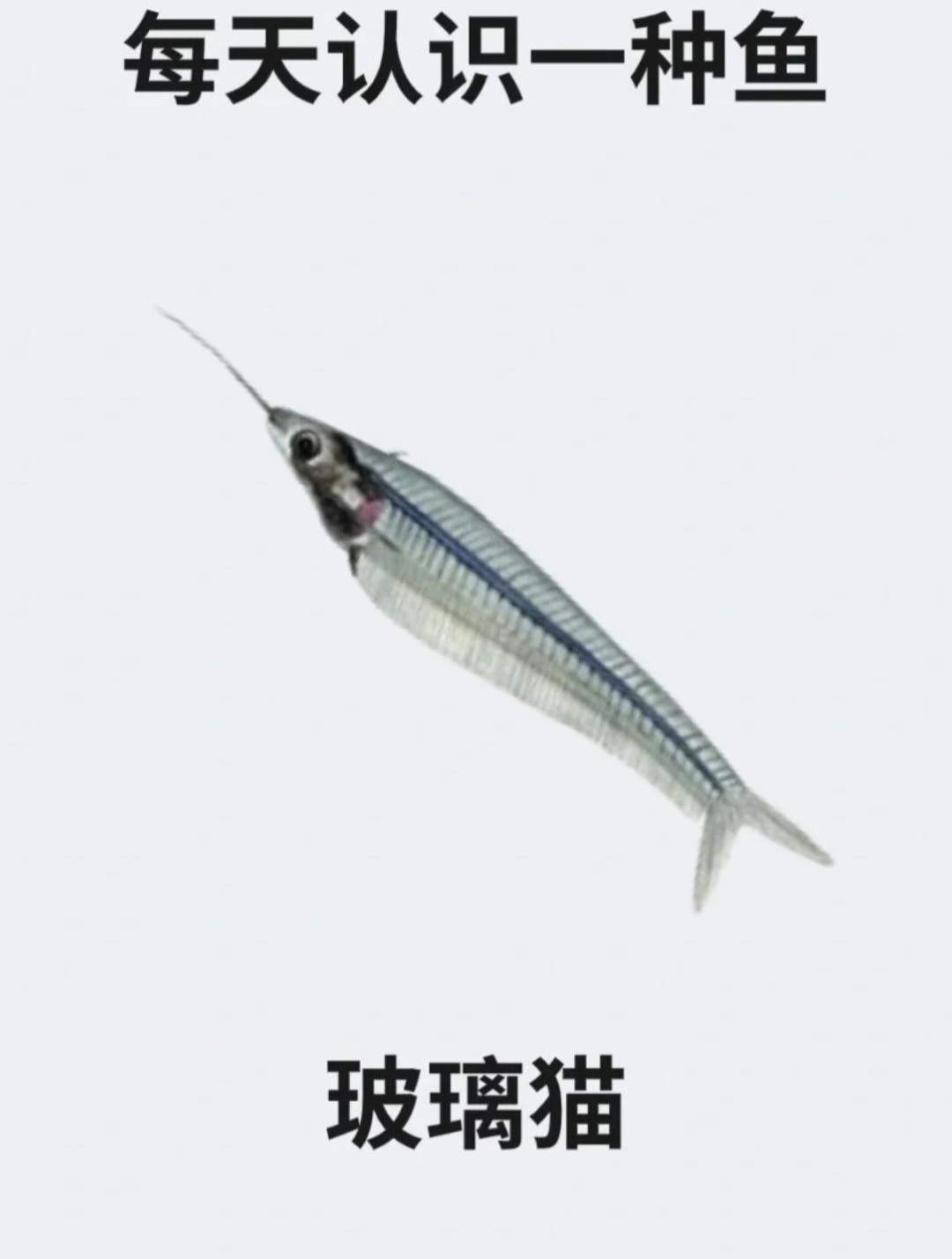 每天认识一种鱼之玻璃猫鱼