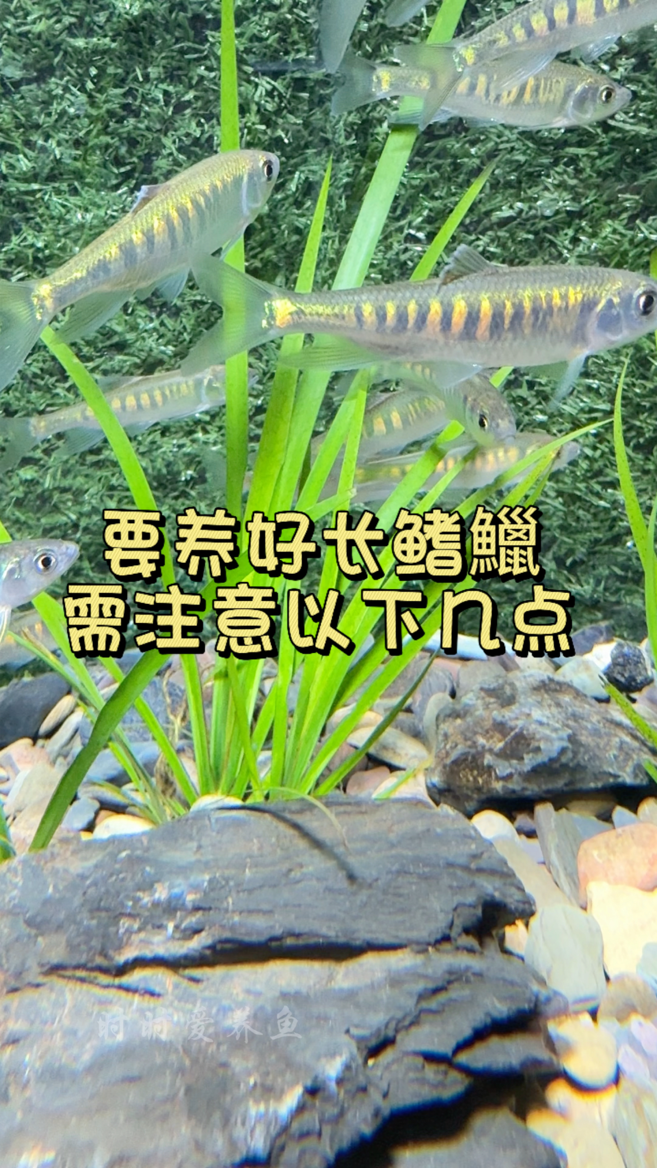 要养好长鳍鱲 需要注意以下几点 #水族 #观赏鱼 #原生鱼#养鱼日记