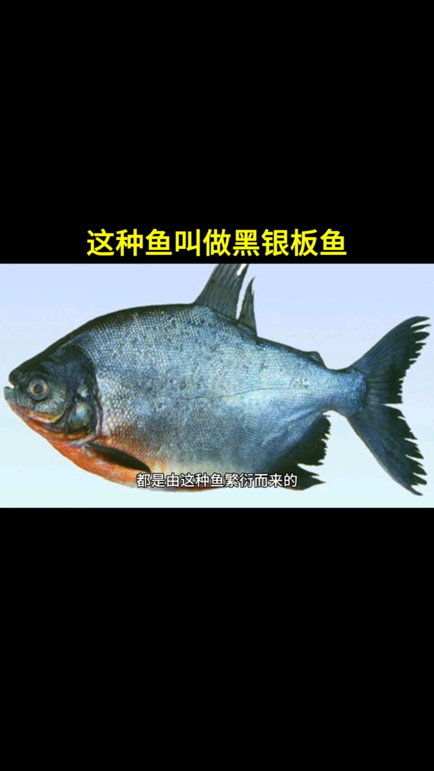 我们现在见到的很多鲳鱼都是由这种鱼繁衍而来的