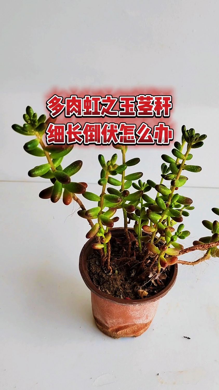 多肉虹之玉茎秆细长倒伏怎么办