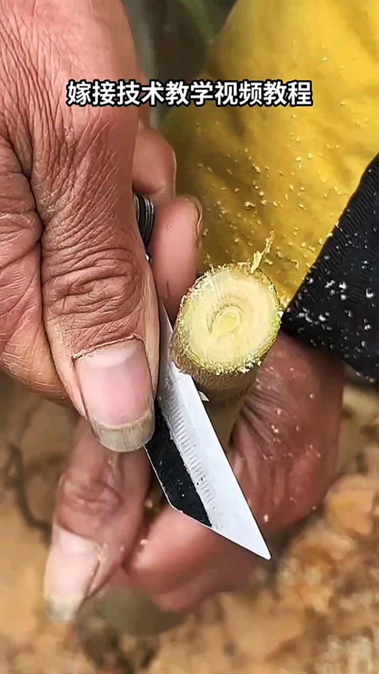 今天教大家一个抗风性比较强的嫁接方法