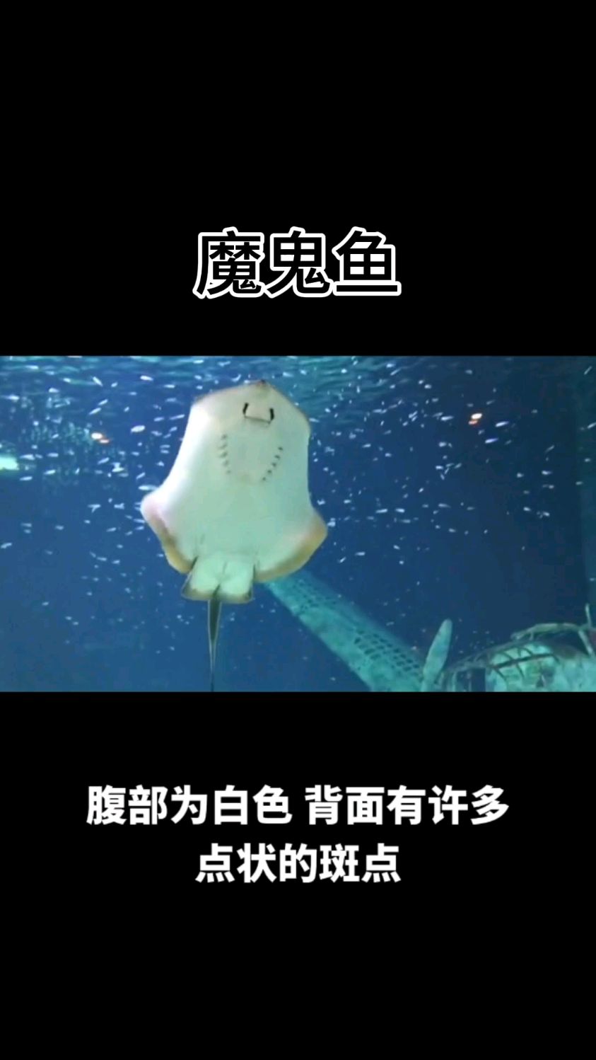 魔鬼鱼的外形非常奇特,就像一只巨大的蝙蝠,因此也被称为蝙蝠鱼