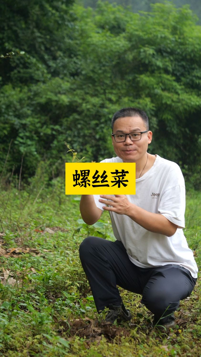 地蚕为什么又叫螺丝菜?