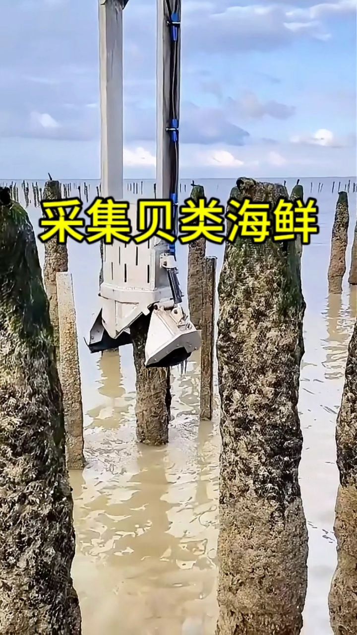 原来我们所吃的贝类海鲜,就是这样采集的!