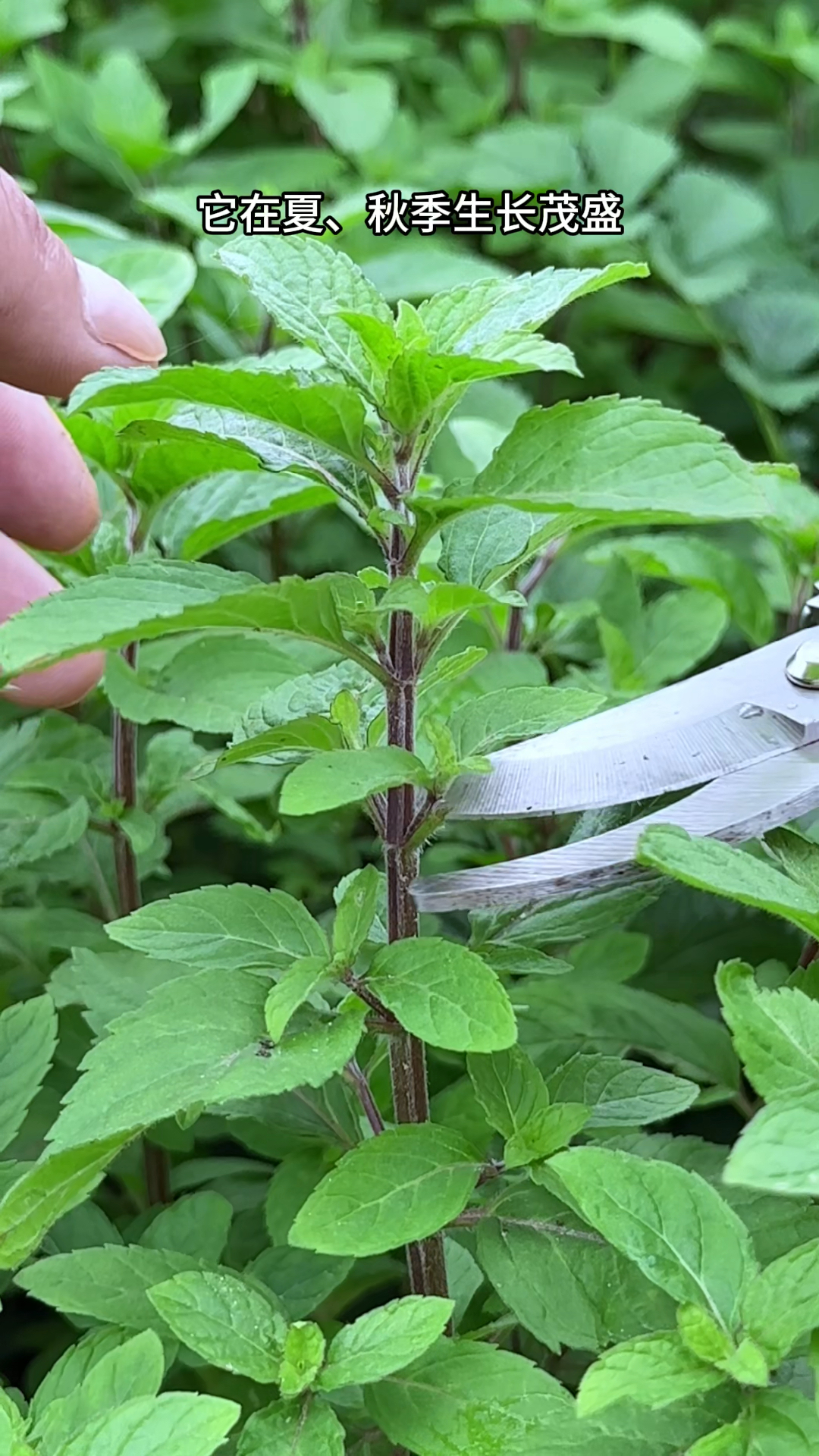 薄荷,别名鱼香草,有浓浓香气,农村人常剪取它的叶子