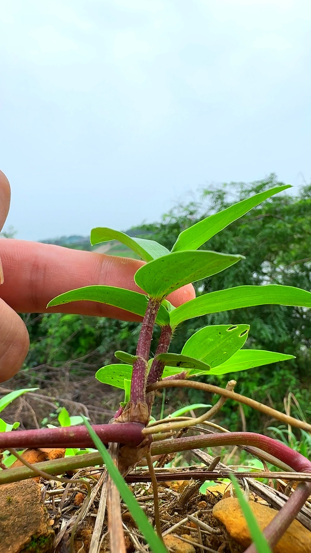 饭包草又名竹叶菜,鸭跖草等,你的家乡还有这种植物吗