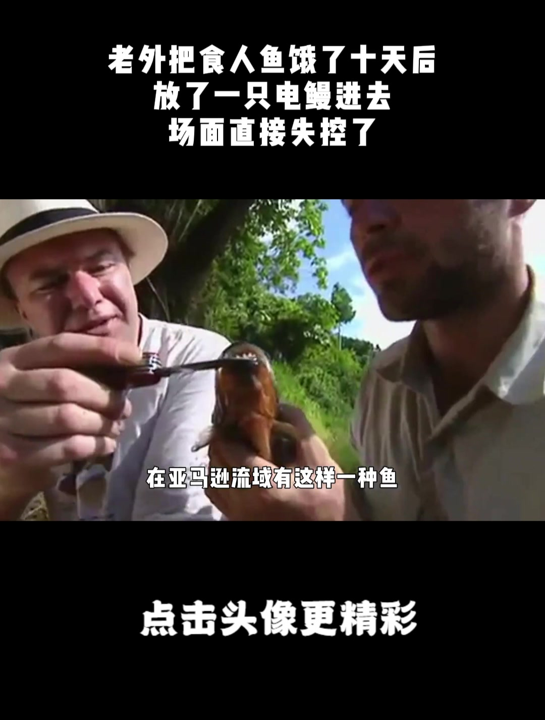 老外把食人鱼饿了十天后,放了一只电鳗进去,场面直接失控了!