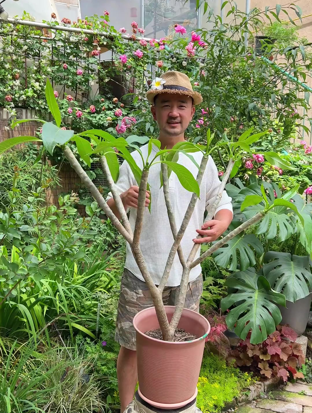 鸡蛋花在北方开的很美哦~每次开花都有一种在泰国度假的错觉