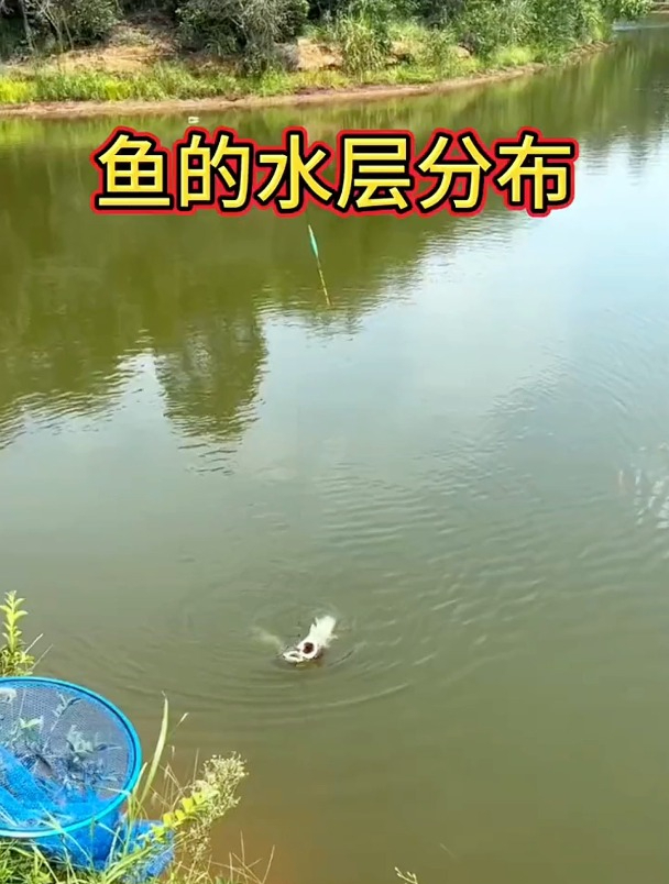 野钓不同鱼类如何才能找准水层?老钓友列举这9种!