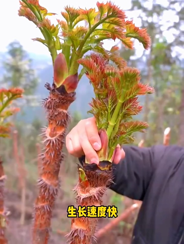 山里遍地都是的野菜,比牛羊肉还好吃,巴掌大的地方就能种