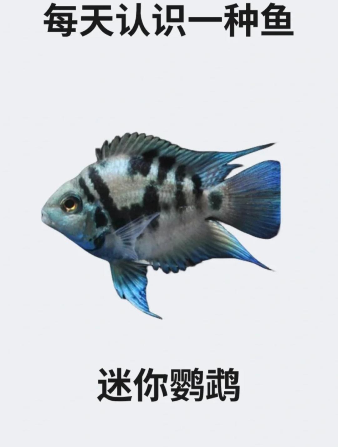 每天认识一种鱼之迷你鹦鹉鱼