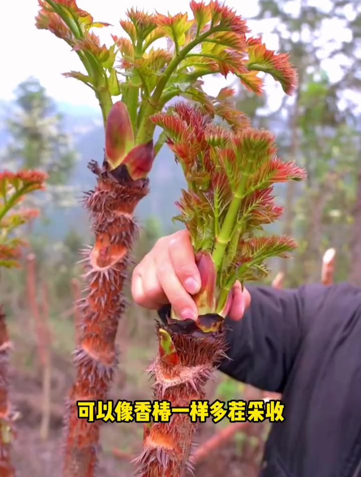 刺龙芽市场价值高,家里种点,可以像香椿一样多茬采收