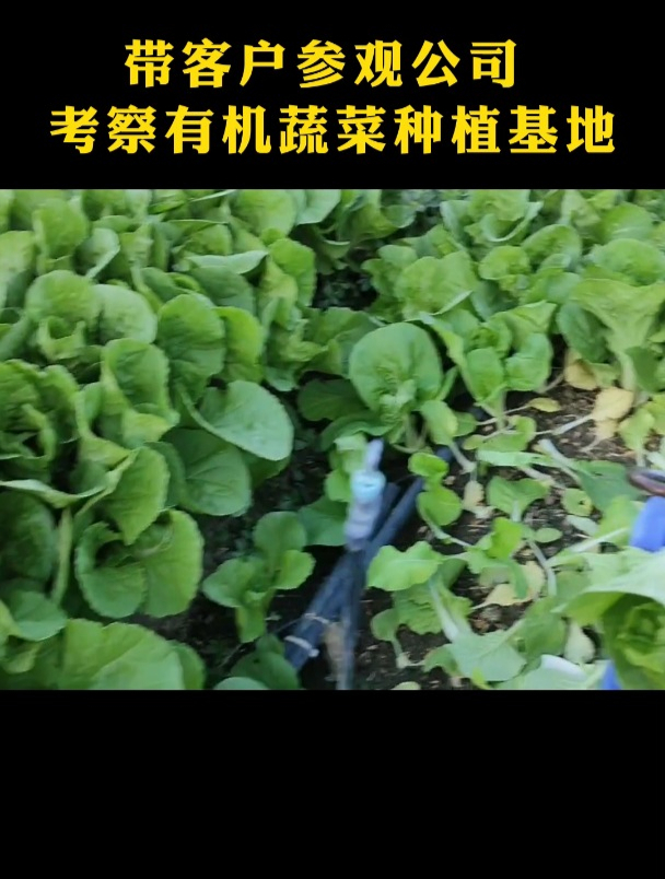 广州生鲜食材配送公司,带客户参观有机蔬菜种植基地